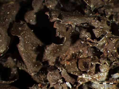 [Leptogium gelatinosum]