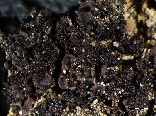 [Leptogium microphylloides]