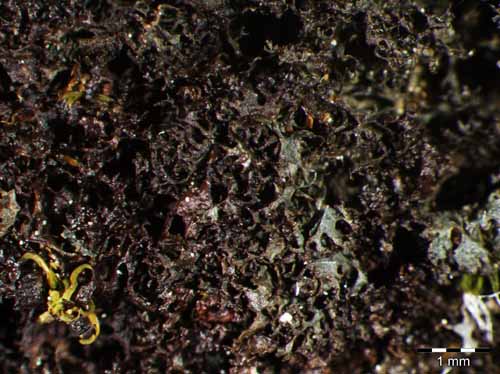 [Leptogium pulvinatum]