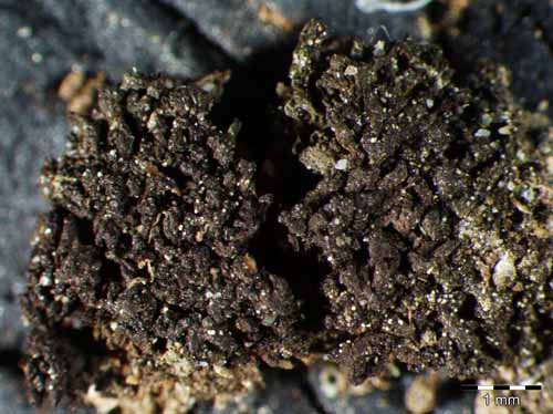 [Leptogium schraderi]