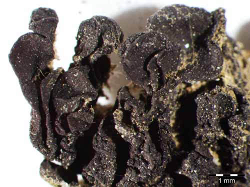 [Leptogium turgidum]