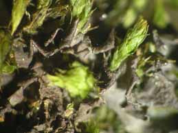 [Leptogium aragonii]