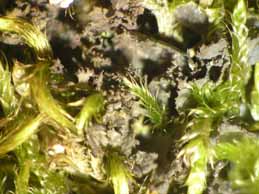 [Leptogium aragonii]