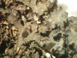 [Leptogium aragonii]