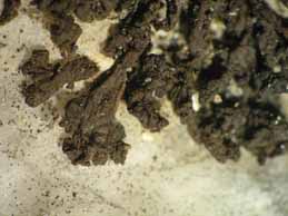 [Leptogium aragonii]