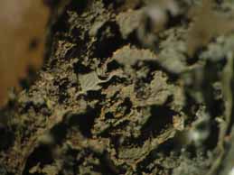 [Leptogium aragonii]