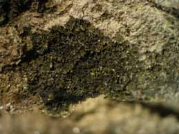 [Leptogium aragonii]