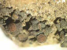 [Leptogium aragonii]