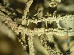 [Lethariella intricata]