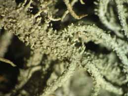 [Lethariella intricata]