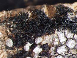 [Lichinella stipatula]