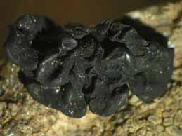 [Lichinella stipatula]