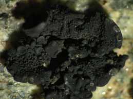 [Lichinella stipatula]