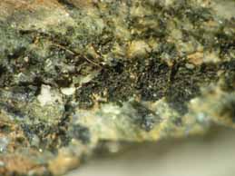 [Lichinella stipatula]