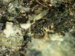 [Lichinella stipatula]