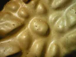 [Lobaria pulmonaria]