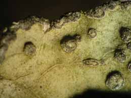 [Lobaria scrobiculata]