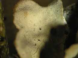 [Lobaria scrobiculata]