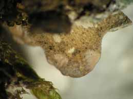 [Lobaria scrobiculata]