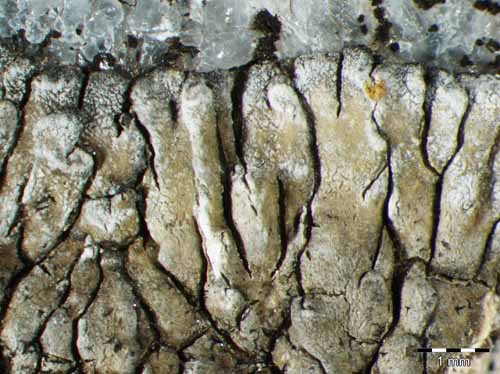 [Lobothallia subcircinnata]