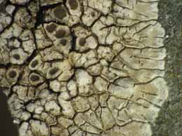 [Lobothallia radiosa]