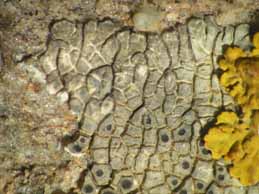 [Lobothallia radiosa]