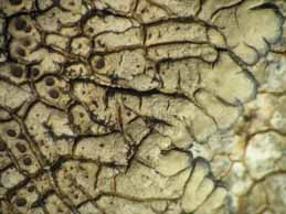 [Lobothallia radiosa]