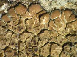 [Lobothallia radiosa]