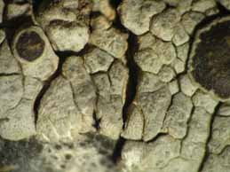 [Lobothallia praeradiosa]