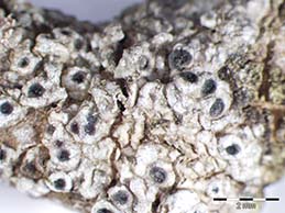 [Megaspora verrucosa]