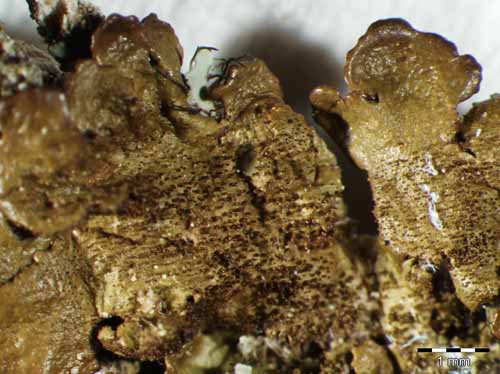 [Melanelixia exasperatula]