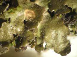 [Melanelixia glabra]