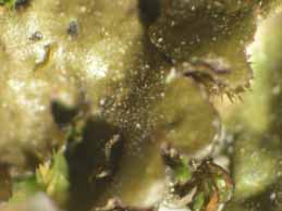 [Melanelixia glabra]