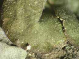 [Melanelixia glabra]