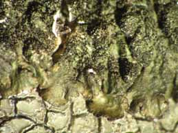 [Melanelixia fuliginosa]