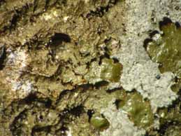 [Melanelixia fuliginosa]