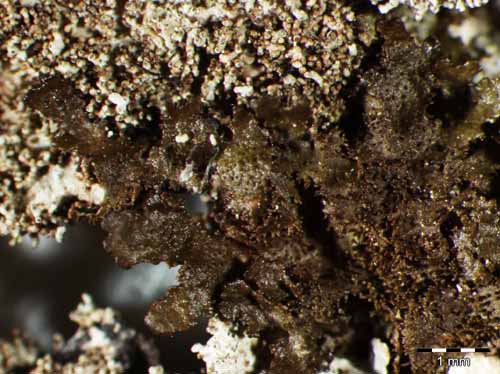 [Melanohalea elegantula]