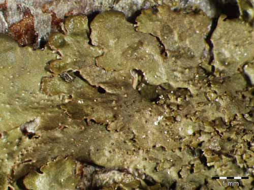 [Melanohalea exasperatula]