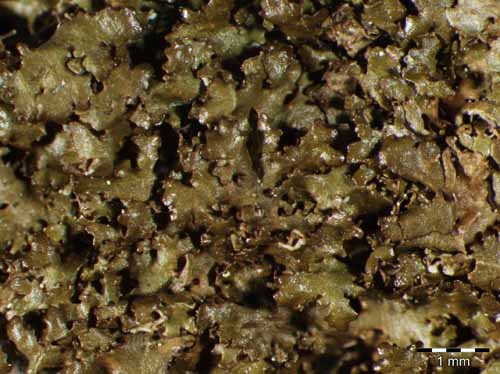 [Melanohalea laciniatula]