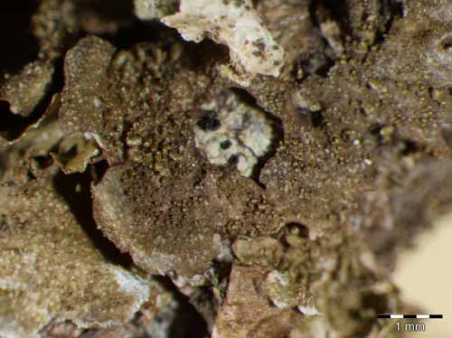 [Melanohalea exasperatula]