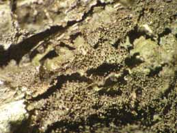 [Melanohalea elegantula]