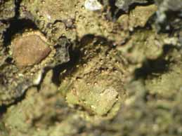 [Melanohalea exasperata]