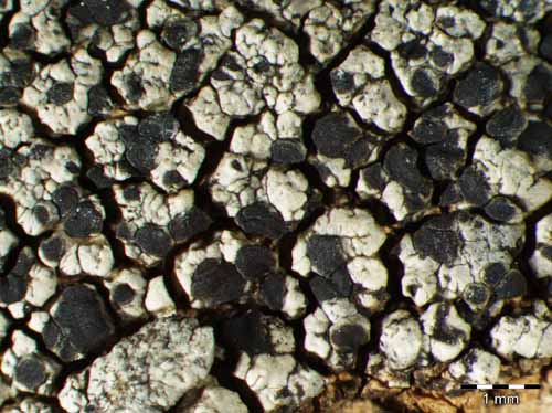 [Miriquidica complanata]