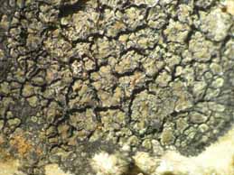 [Miriquidica deusta]