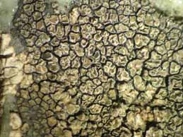 [Miriquidica deusta]