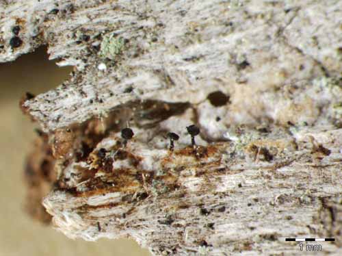 [Mycocalicium subtile]