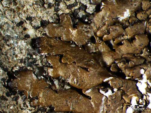 [Neofuscelia imitatrix]