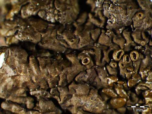 [Neofuscelia perrugata]