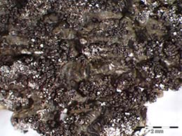 [Neofuscelia verruculifera]