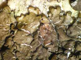 [Neofuscelia attica]